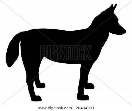 Alaskan Husky siluet