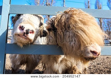 Close up two young domestic yaks or Bos Grunniens in zoo