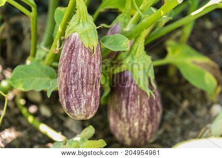 ripe aubergine in its own garden - close-up Melanzani