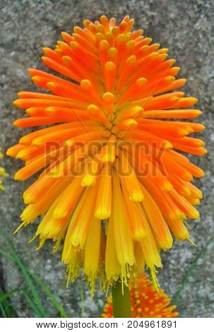 Kniphofia / Red Hot Poker by the Wall