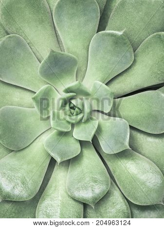 Desert Plant On White Background