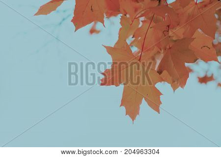 Fresh yellow maple fall tree foliage on pale cloudy sky background, retro toned