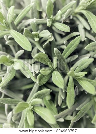 Desert Plant On White Background