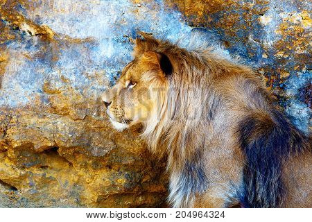 Beautiful Lion resting in the sunshine. Profile portrait