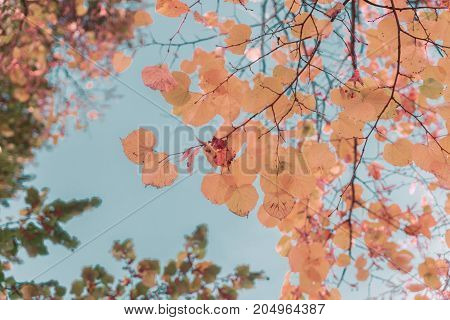 Vibrant yellow golden fresh fall tree foliage, retro toned