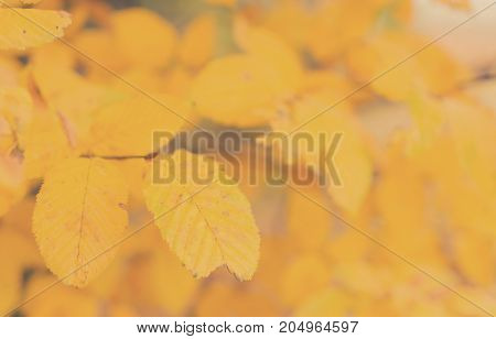 Vibrant yellow english walnut fall tree foliage background, retro toned