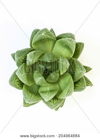 Desert Plant On White Background