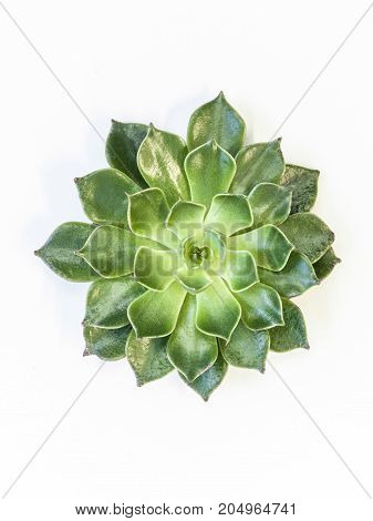 Desert Plant On White Background