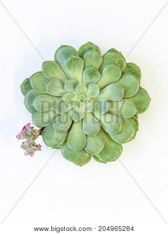 Desert Plant On White Background