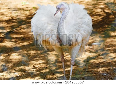 Bird ostrich and Blur background. Struthio camelus