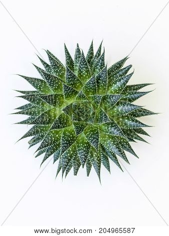 Desert Plant On White Background