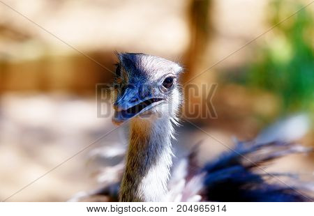 Bird ostrich and Blur background. Struthio camelus. Smiling bird