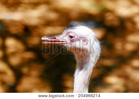 Bird ostrich and Blur background. Struthio camelus