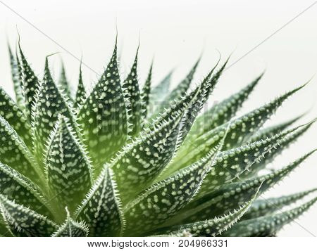 Desert Plant On White Background