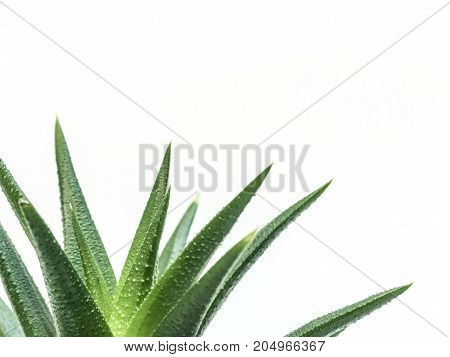 Desert Plant On White Background