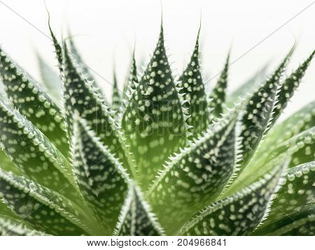 Desert Plant On White Background