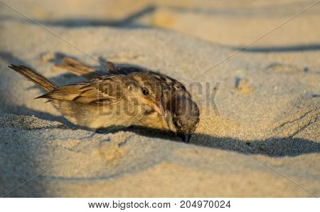 Portrait of couple of sparrow on the sand closeup