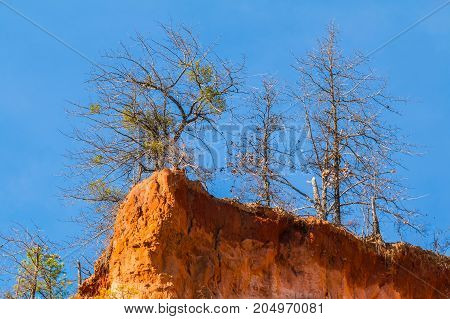 Red loamy cliff of Providence Canyon with trees growing on it bottom view USA