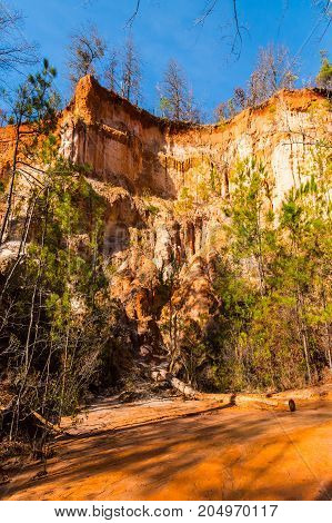 Red loamy wall of Providence Canyon with trees growing on it bottom view USA