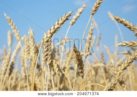 Gold Wheat Field And Blue Sky