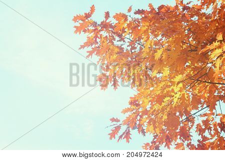 Vibrant fall orange oak tree foliage on pale blue sky, retro toned