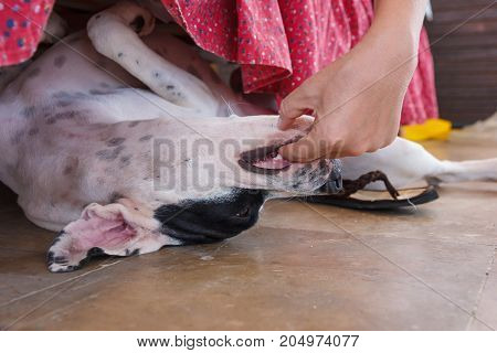 English Pointer White Dog In Black Dots Playful Lying On Tile Floor