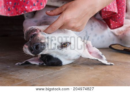 English Pointer White Dog In Black Dots Playful Lying On Tile Floor