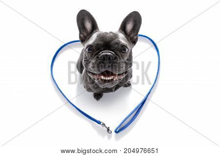 Dog With Leash Waiting For A Walk