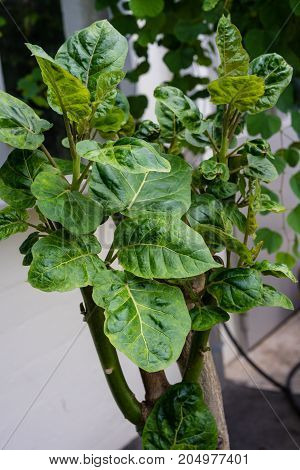 cyphomandra betacea tree tomato from south america tamarilla plant tree close up tree trunk and leaf front view