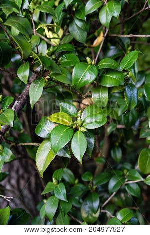 dark green leaf of camellia japonica close up view leaves