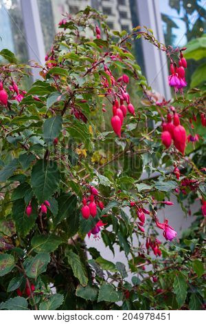 fuchsia plant cultivars onagraceae with pink red flower buds close up