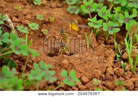 Wasps in flight at the time of entering the subterranean nest