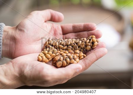 Kopi Luwak Or Civet Coffee, Coffee Beans Excreted By The Civet On Hand