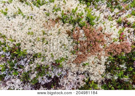 Multicolored moss in the mountains of Western Norway