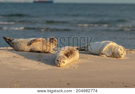 three harbour seals Phoca vitulina resting on the beach. Early morning at Grenen, Denmark