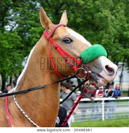 Akhal-teke Horse.