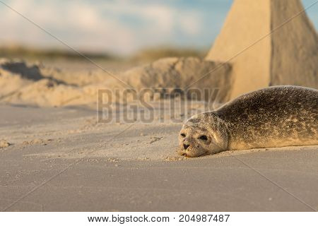 Harbour seal, Phoca vitulina, resting on the beach, with a sand castle in the background. Grenen, Denmark