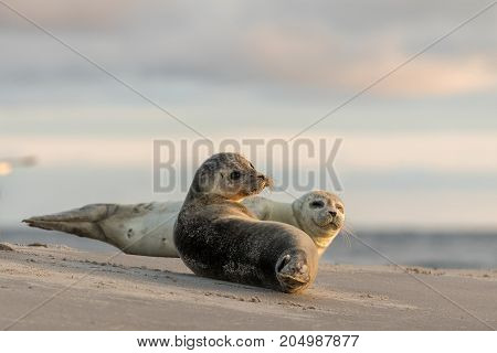 Two harbour seals Phoca vitulina resting on the beach. Early morning at Grenen, Denmark