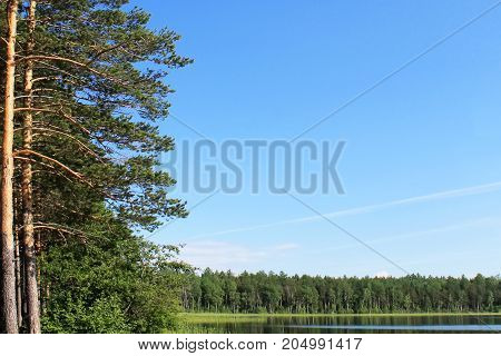 landscape blue sky over the lake coniferous forest on the shore