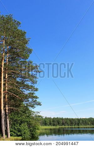 landscape blue sky over the lake coniferous forest on the shore