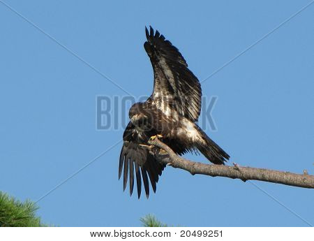 Aquila calva