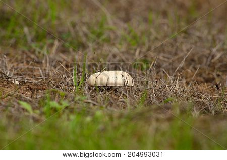 Isolated mushroom beginning to emerge in the meadow