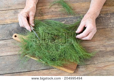 Elderly female hands with Field Horsetail, Equiseti herba.