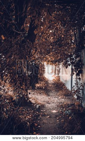 autumn alley in one of the cities of Russia