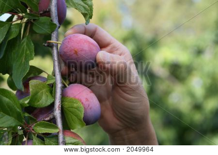 Hand plum