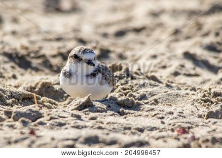 The Cute Little Snowy Plover Walking Around The Beach
