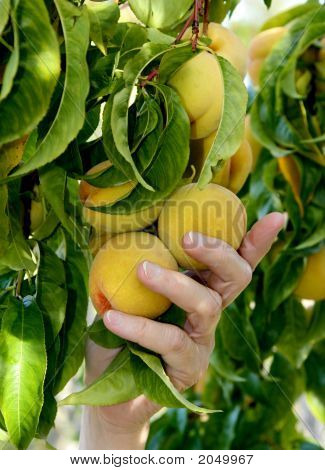 Hand Pfirsich