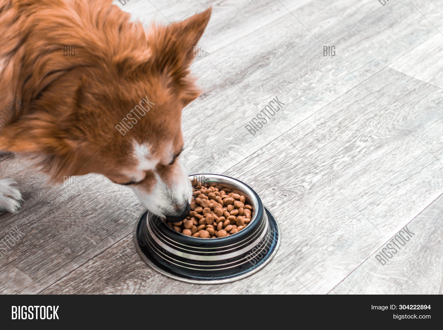 Portrait Dog Bowl Dry Image & Photo (Free Trial) Bigstock