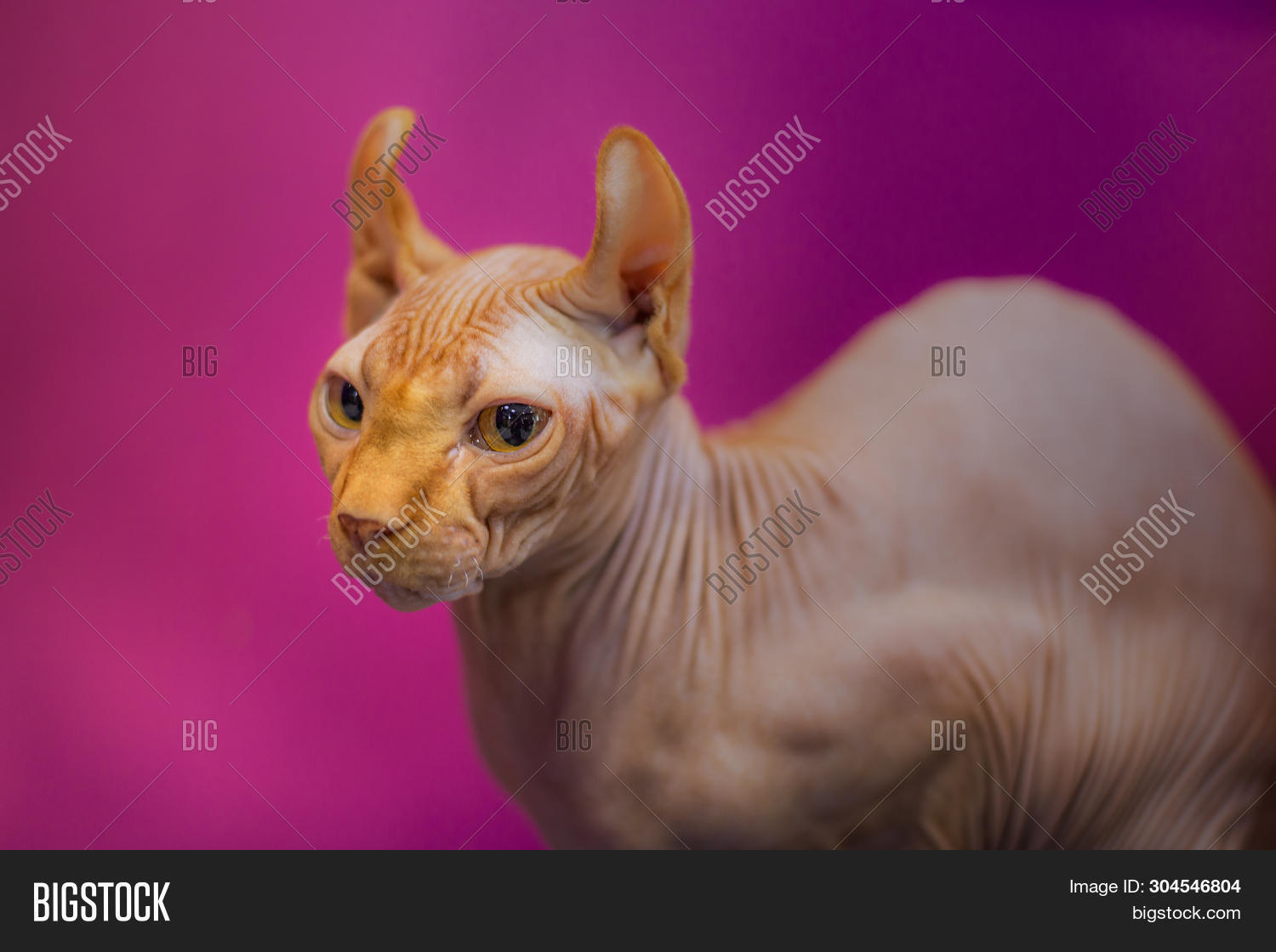 Sphinx Cat On Light Image Photo Free Trial Bigstock