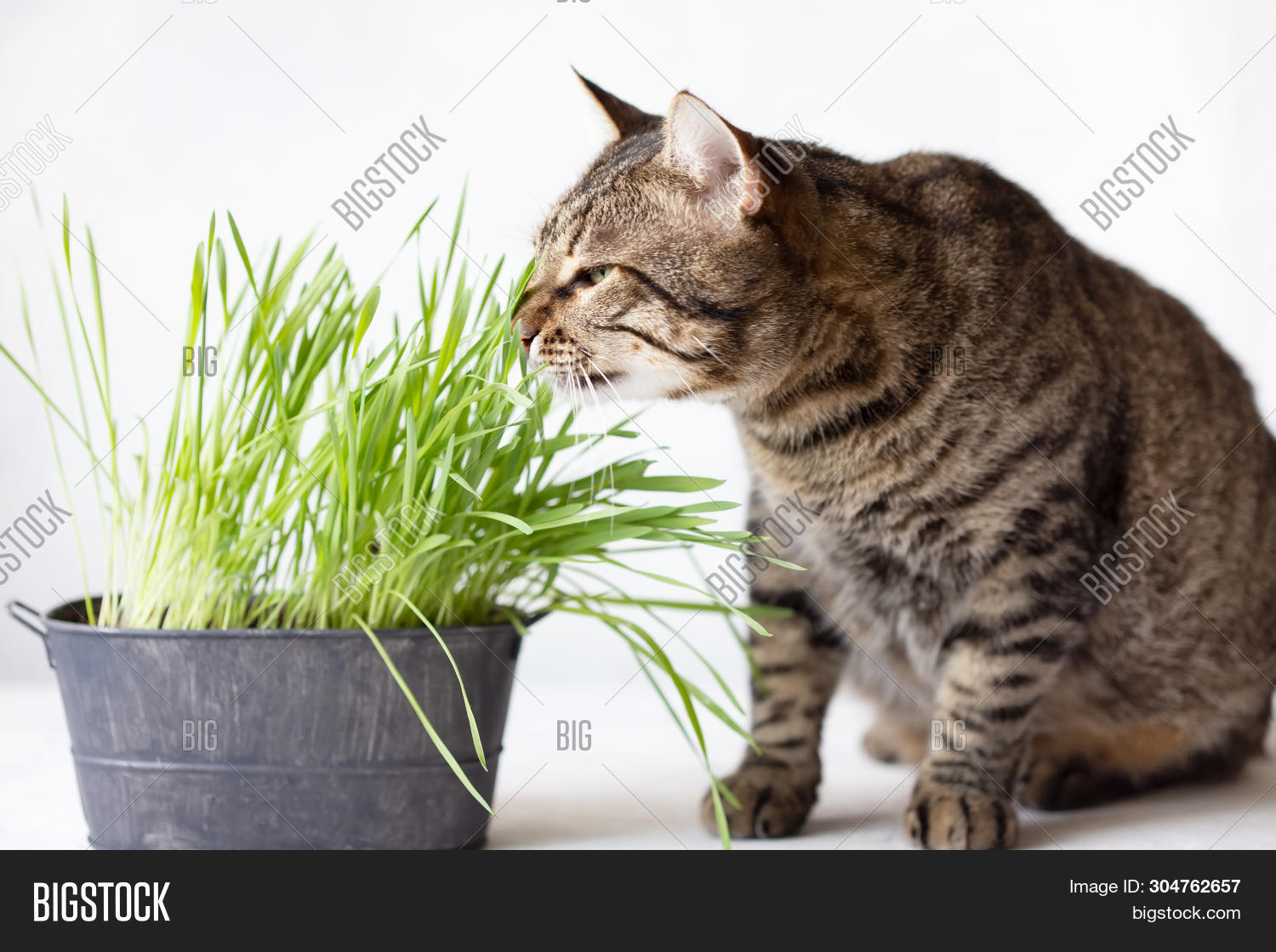 Кошачья Трава Фото